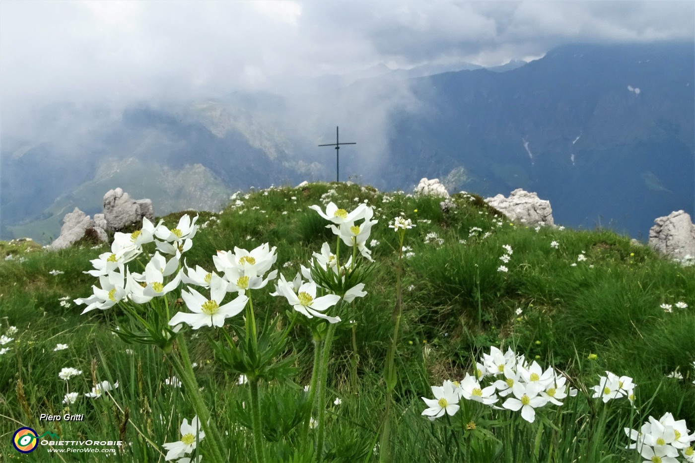 62 Fioriture di anemone narcissino alla croce di vetta della Corna Grande (2089 m).JPG